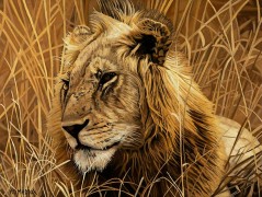 "Lion Series I" Giclee on Canvas by AD Maddox