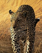 "Leopard Series I" Giclee on Paper by AD Maddox